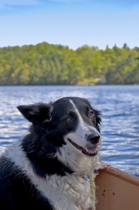 Dog on water